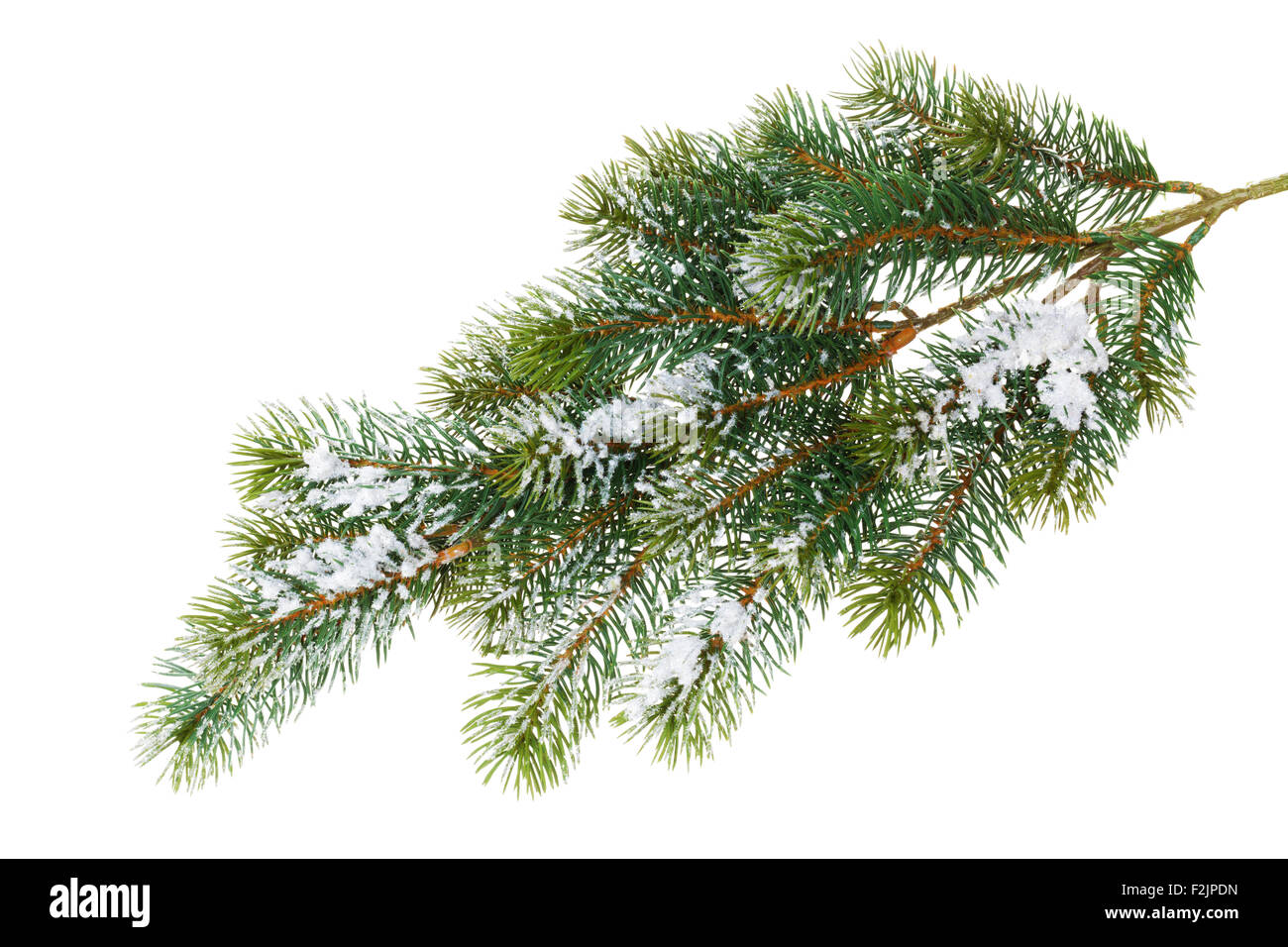 Fir tree branch covered with snow. Isolated on white background Stock ...