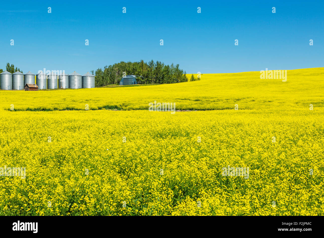 Crop of yellow canola flowers and silos on farmland Stock Photo - Alamy