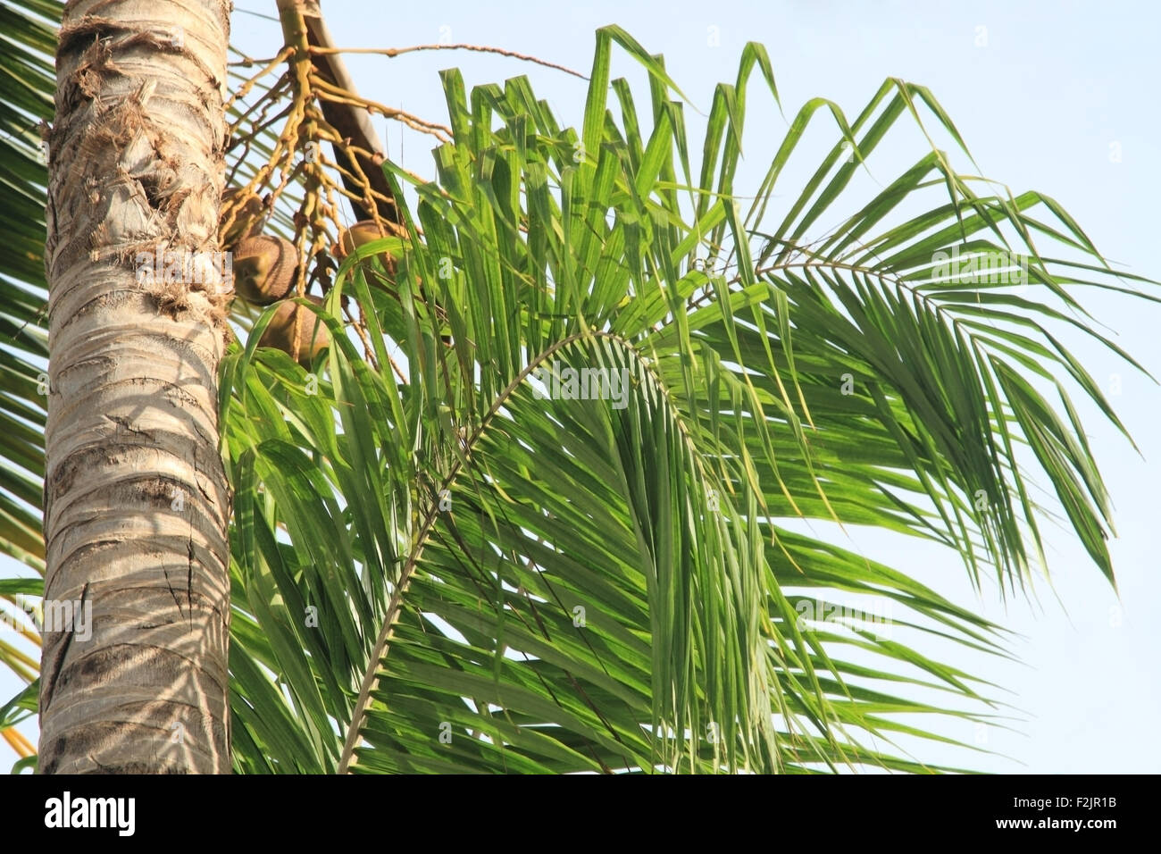 Leaves of palm tree on blue sky background Stock Photo - Alamy