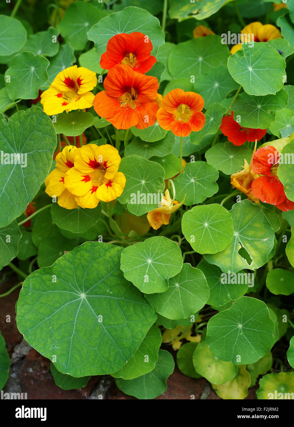 Yellow and red nasturtium flowers with their parasol leaves in an