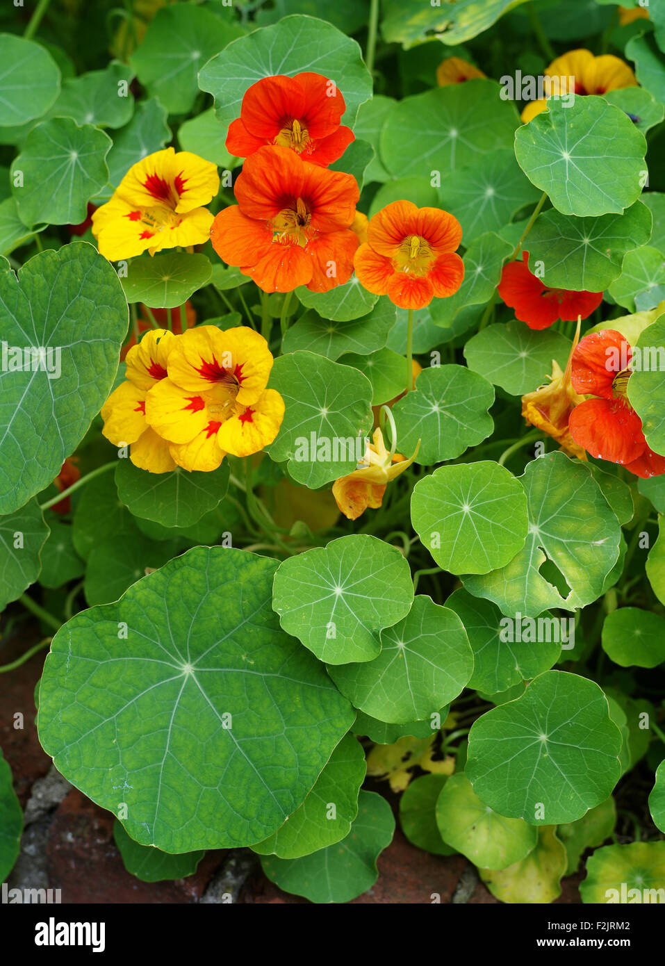 Yellow and red nasturtium flowers with their parasol leaves in an English garden UK Stock Photo
