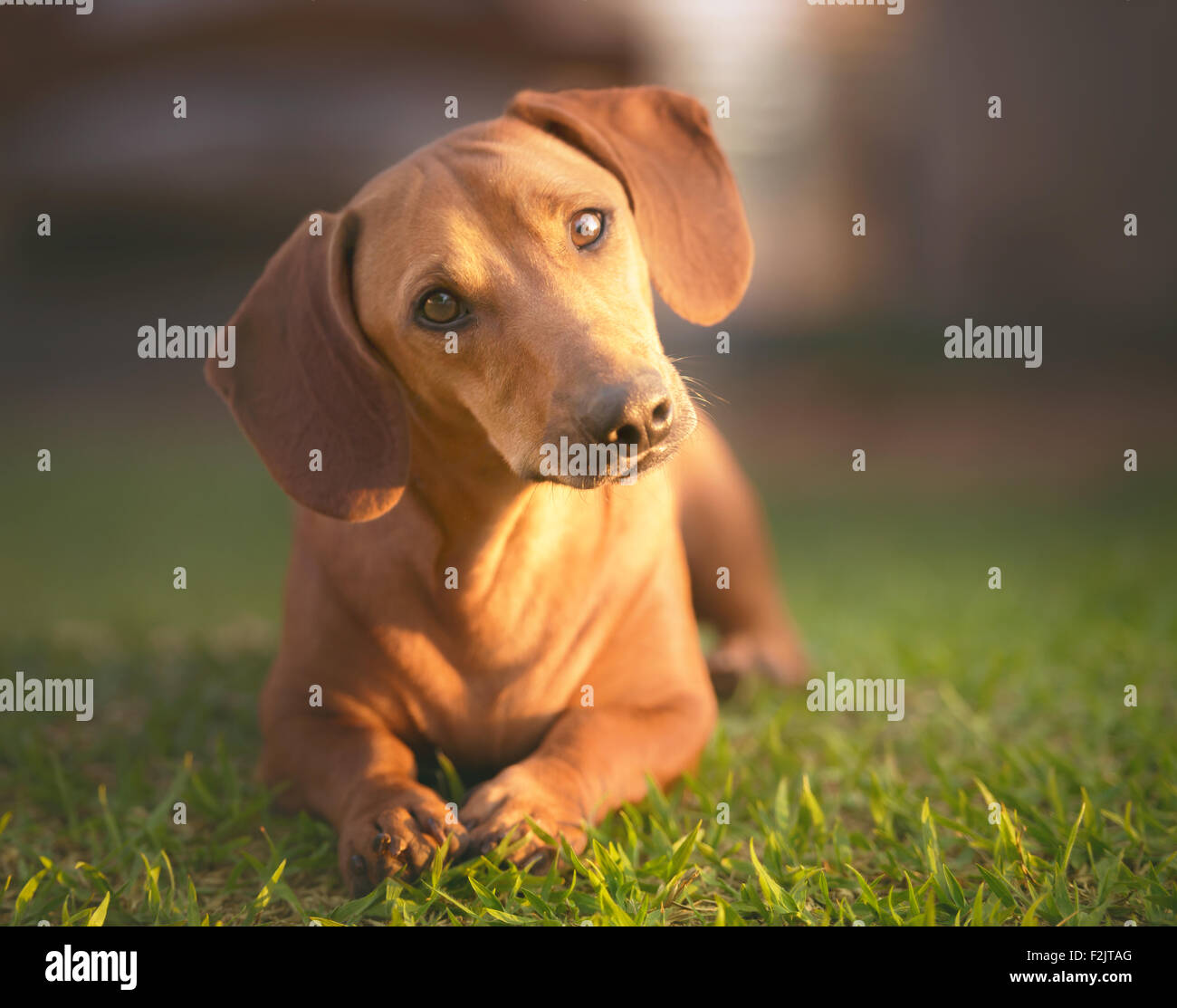 Dog in the grass under sunset looking at the camera. Stock Photo