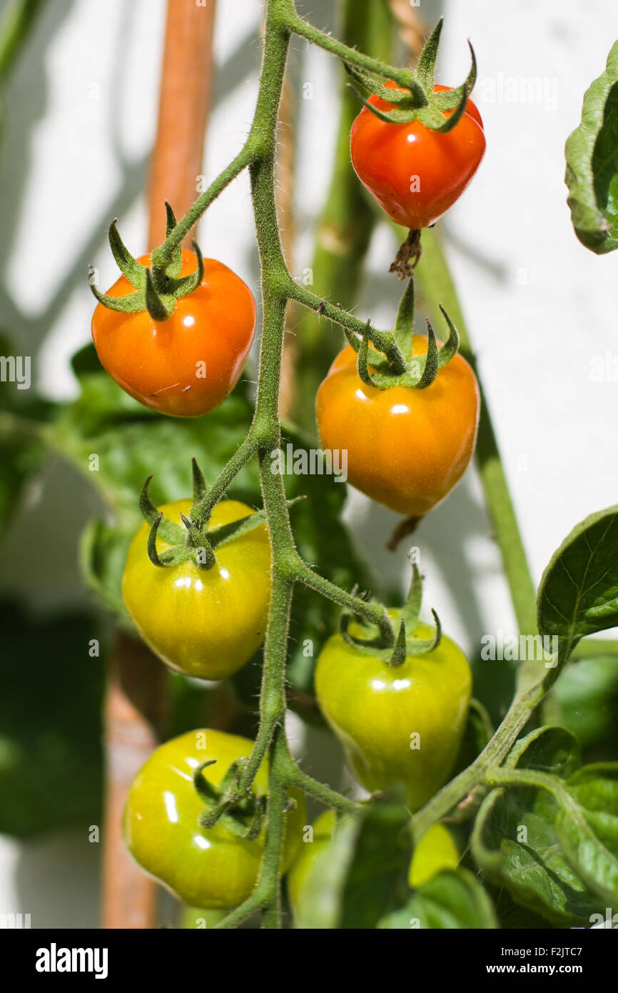 Five tomatoes of varying colour on a tomato plant in front of a white wall. Stock Photo