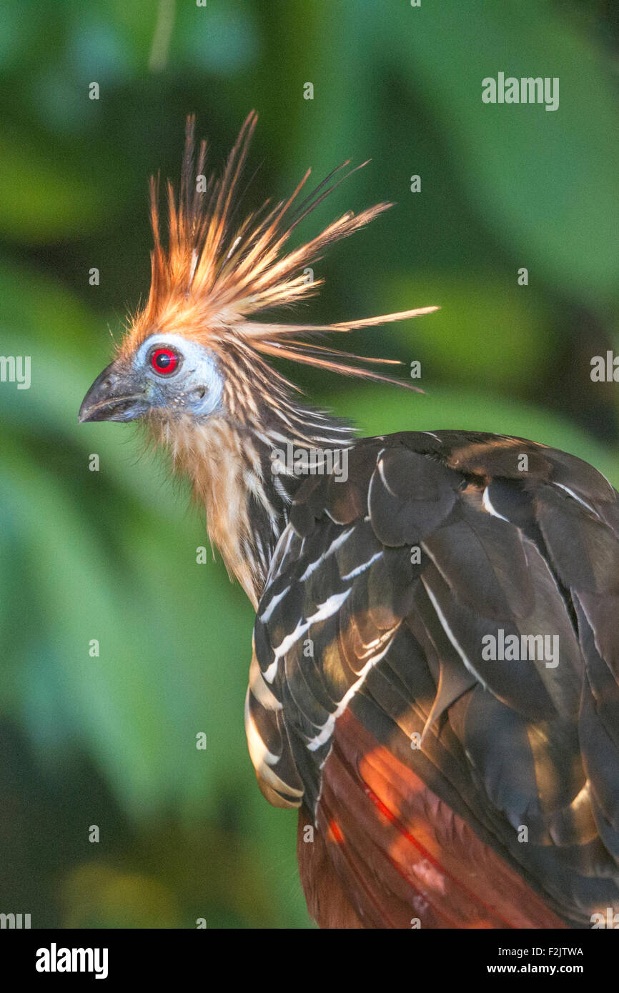 Hoatzin (Opisthocomus hoazin) Stink Bird Amazon Stock Photo