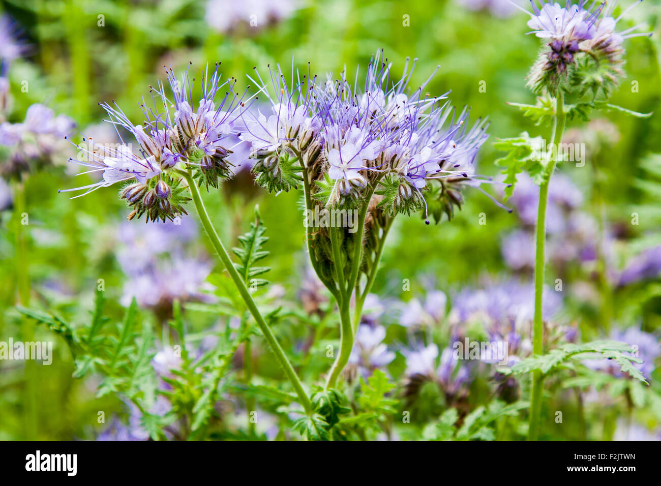 Blue phacelia nectar rich flowers ( Phacelia tanacetifolia ) Stock Photo