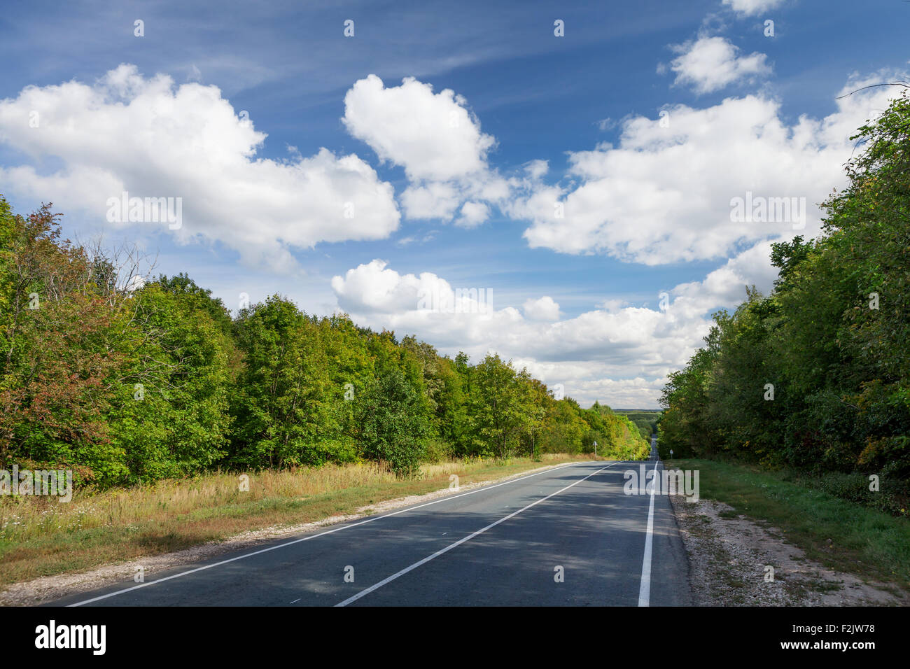 Asphalt road through the forest Stock Photo - Alamy