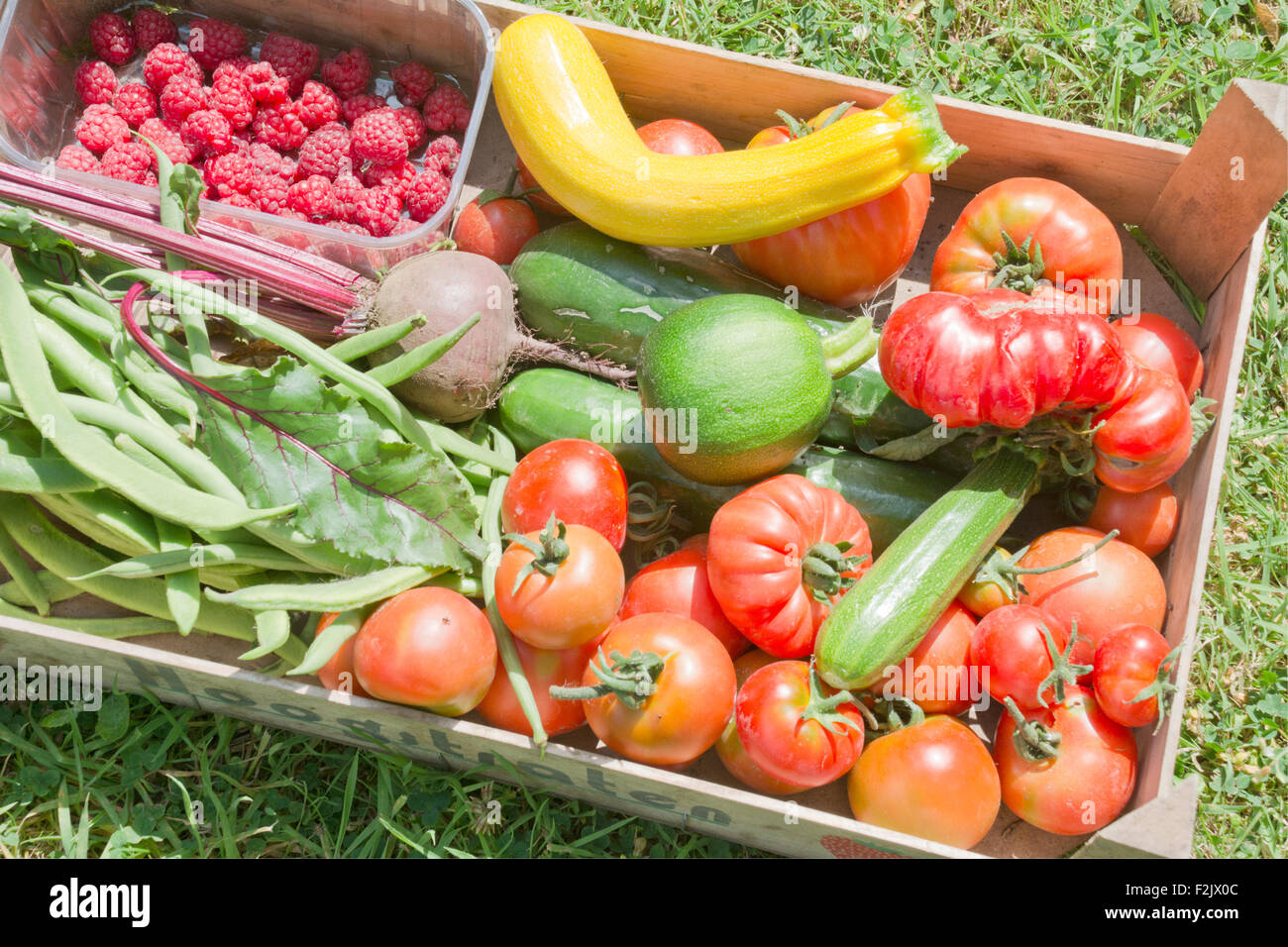 Allotment harvested vegetables Stock Photo