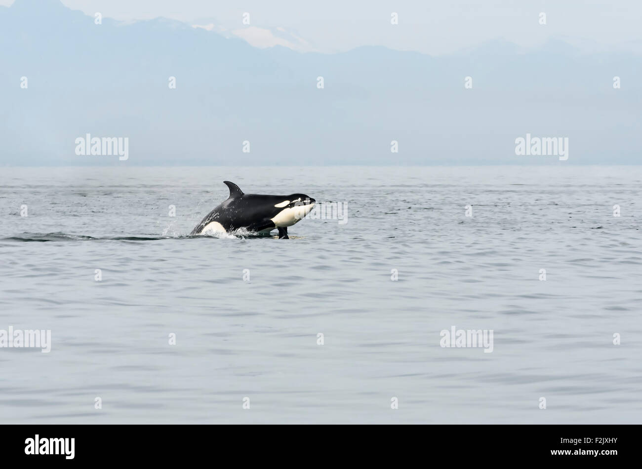 Southern resident killer whale, Orcinus orca, British Columbia, Canada, Pacific Stock Photo