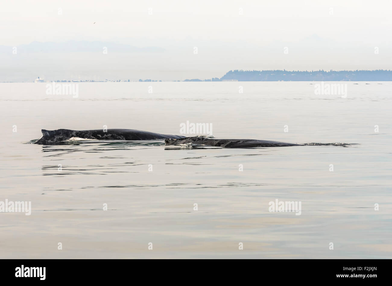 Humpback whales, Megaptera novaeangliae, British Columbia, Canada, Pacific Stock Photo