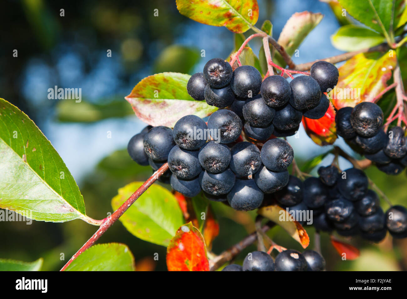 Aronia melanocarpa - ripe aronia berries on the tree Stock Photo
