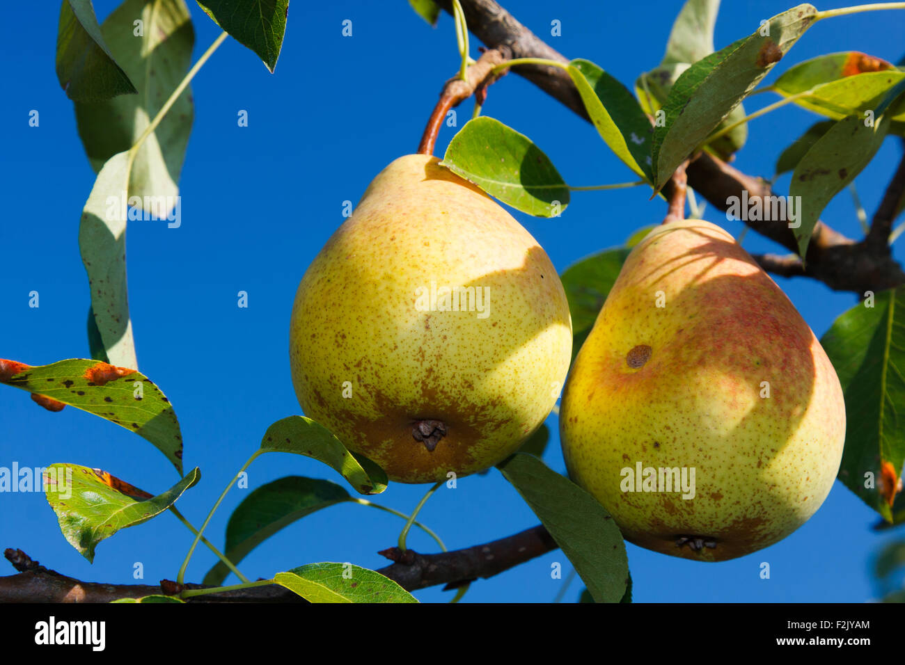 Ripe pears on the tree Stock Photo