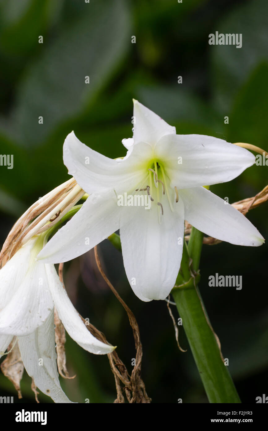 Flower in the summer head of the hybrid cape lily, Crinum x powellii 'Album' Stock Photo