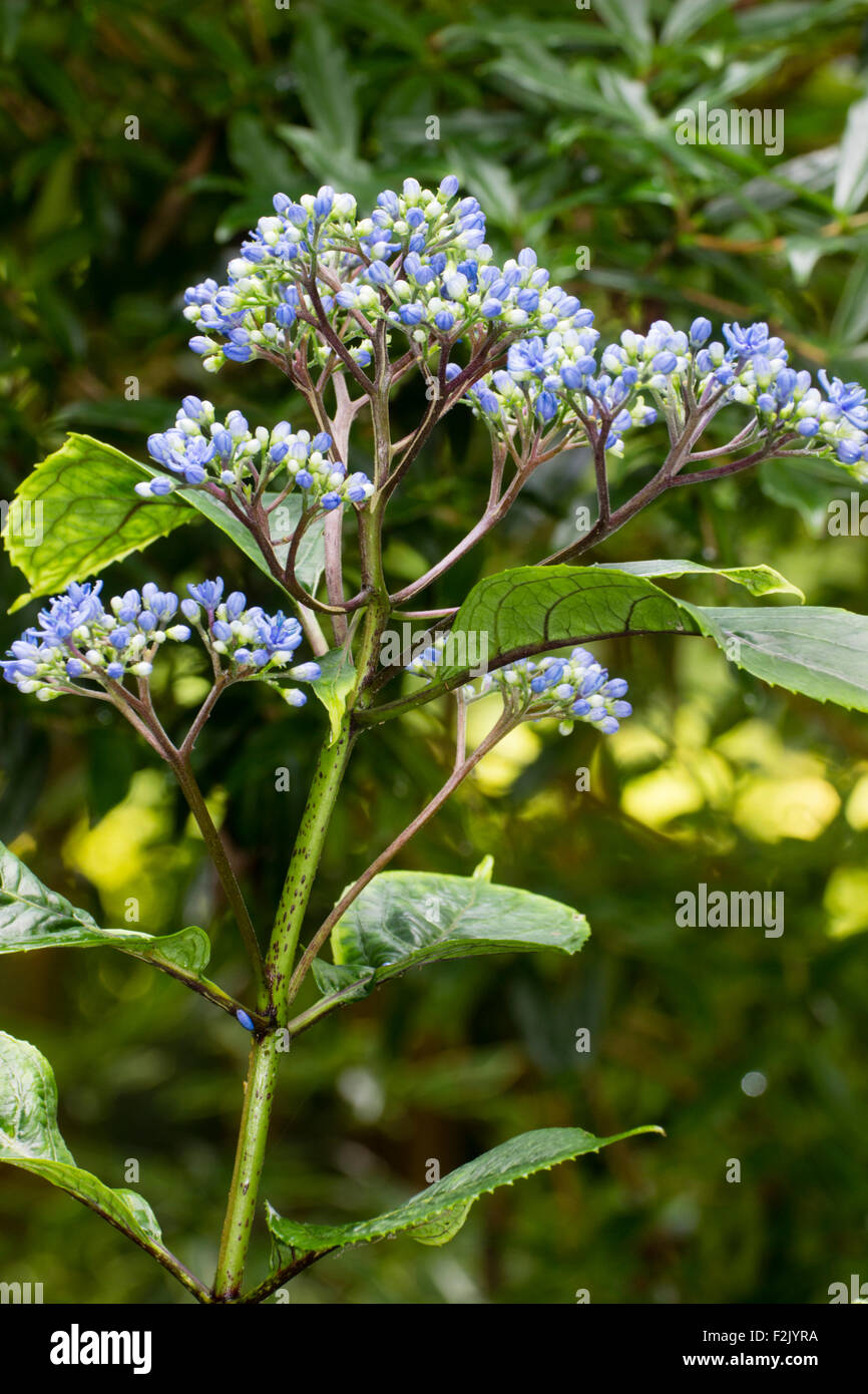 Blue buds and flowers of the half-hardy Hydrangea relative, Dichroa febrifuga Stock Photo