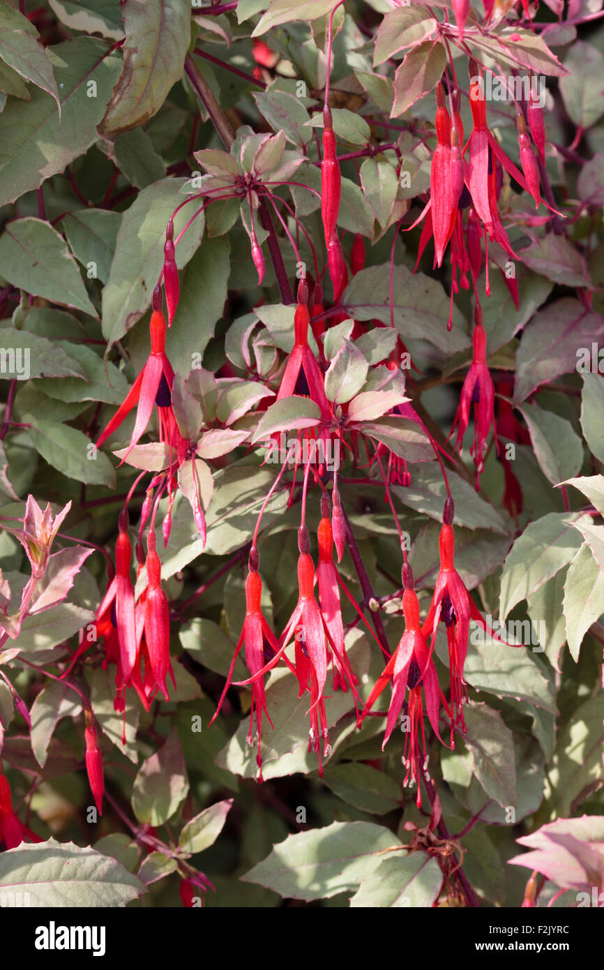 Pink and grey streaked foliage and red flowers of the hardy shrub, Fuchsia magellanica 'Versicolor' Stock Photo