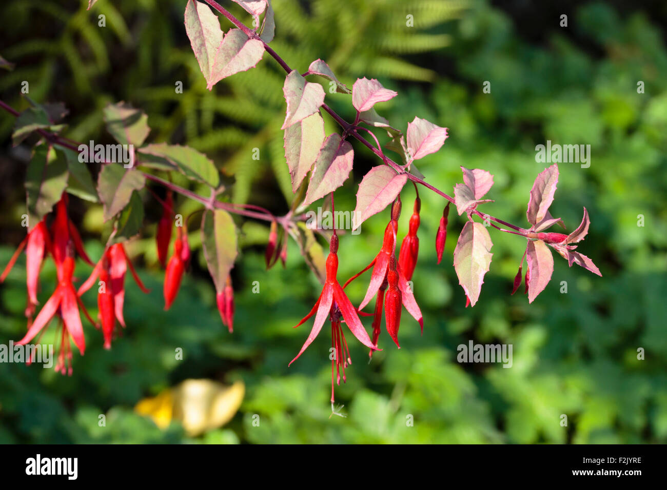 Pink and grey streaked foliage and red flowers of the hardy shrub, Fuchsia magellanica 'Versicolor' Stock Photo