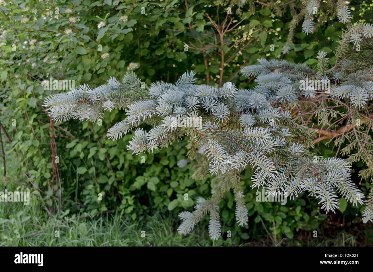 View on the branch of blue fir tree or blue spruce  (Picea pungens) in the garden Stock Photo