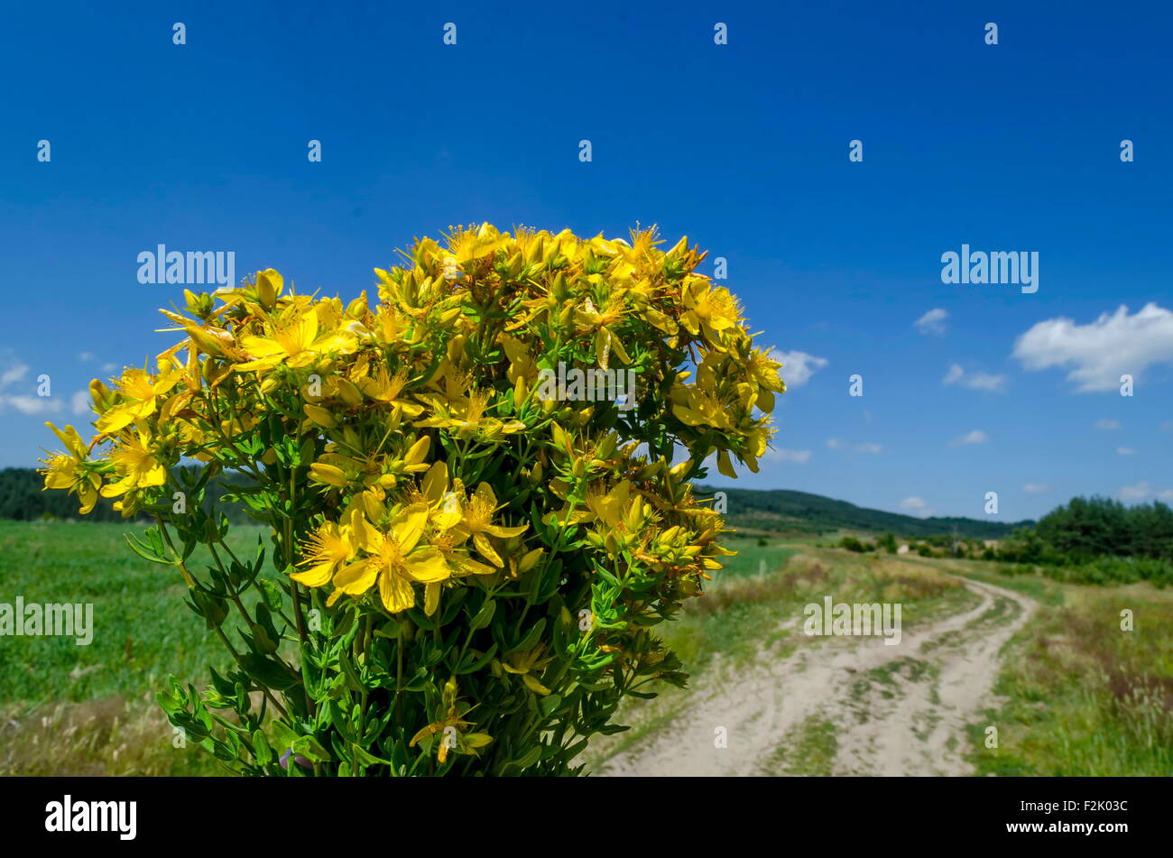 Bunch of tutsan or St. John's wort (Hypericum)  yellow medical flowers, Plana mountain, Bulgaria Stock Photo