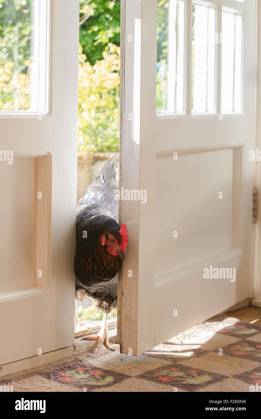 pet chicken sneaking into kitchen through open back door Stock Photo