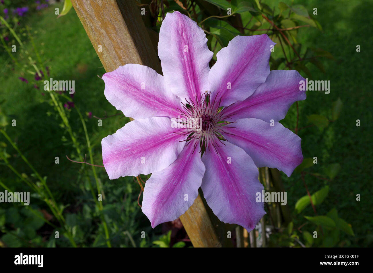 Single large flowered clematis bloom growing in garden. Stock Photo