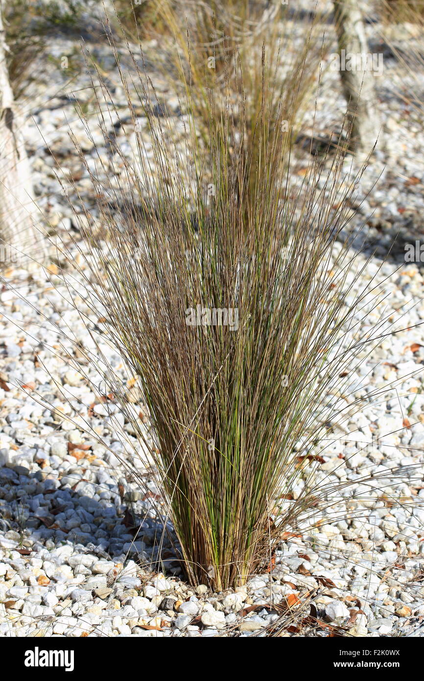 Austrostipa stipoides or also known as Prickly Speargrass Stock Photo