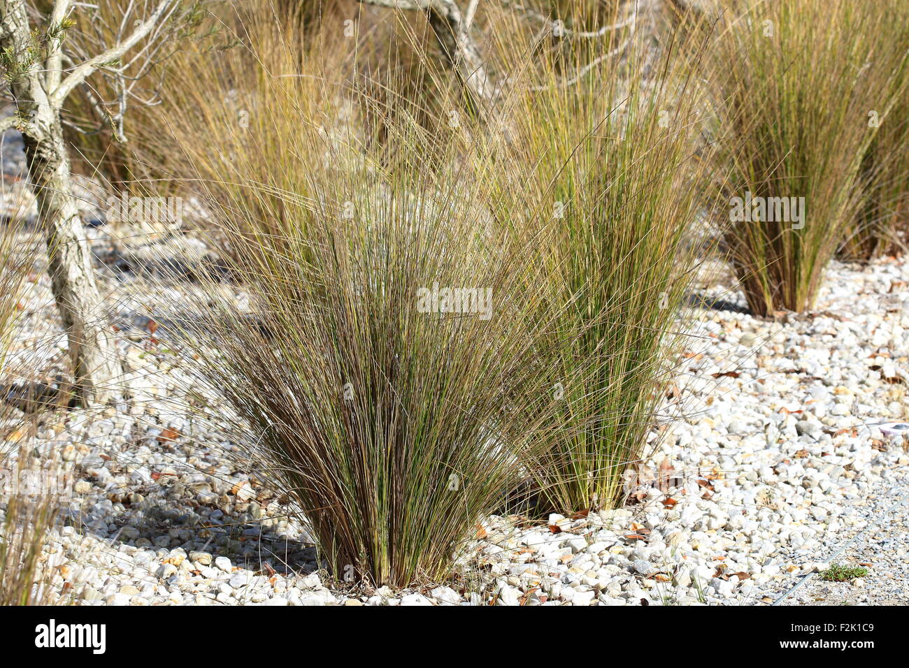 Austrostipa stipoides or also known as Prickly Speargrass Stock Photo