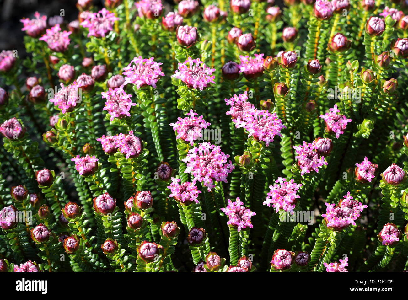 Pimelea ferruginea or also known as Magenta Mist Stock Photo