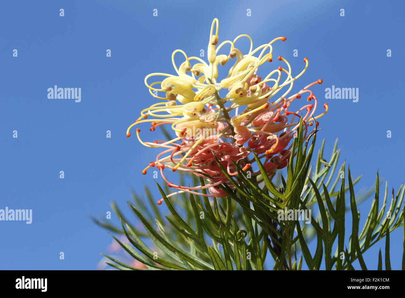 Peaches and Cream Grevillea flower against blue sky Stock Photo