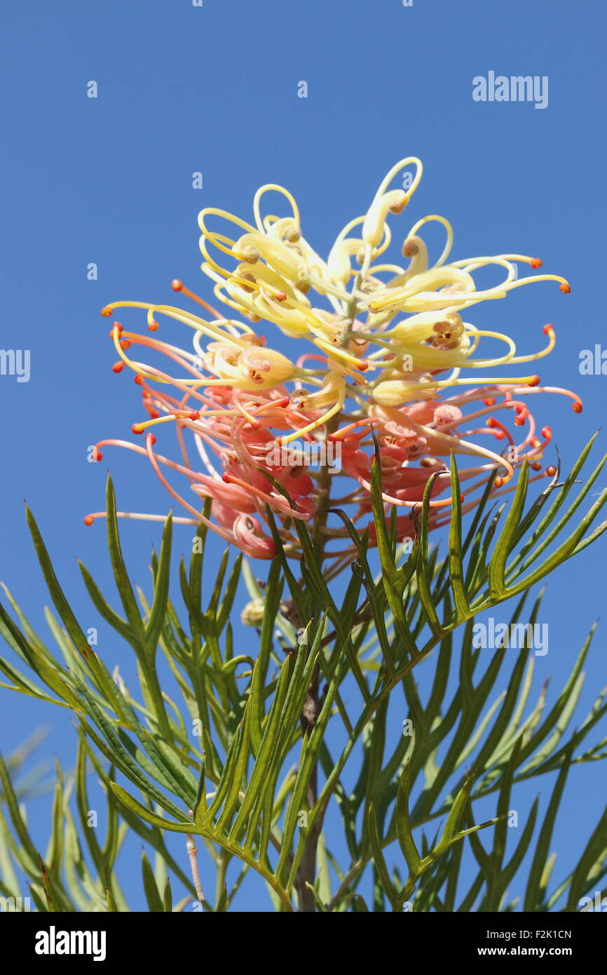 Peaches and Cream Grevillea flower against blue sky Stock Photo