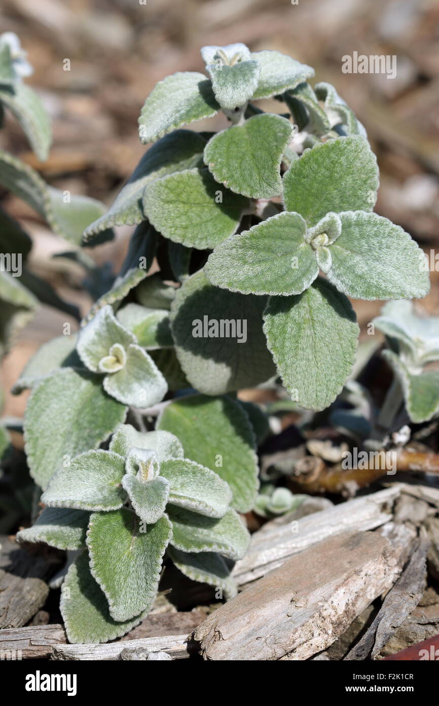 Close up of Plectranthus argentatus or also known as Silver Plectranthus Stock Photo
