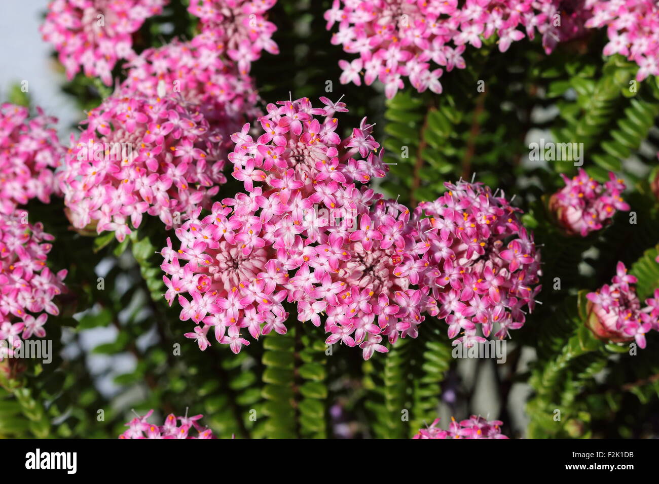 Close up shot of Pimelea ferruginea or also known as Magenta Mist Stock Photo