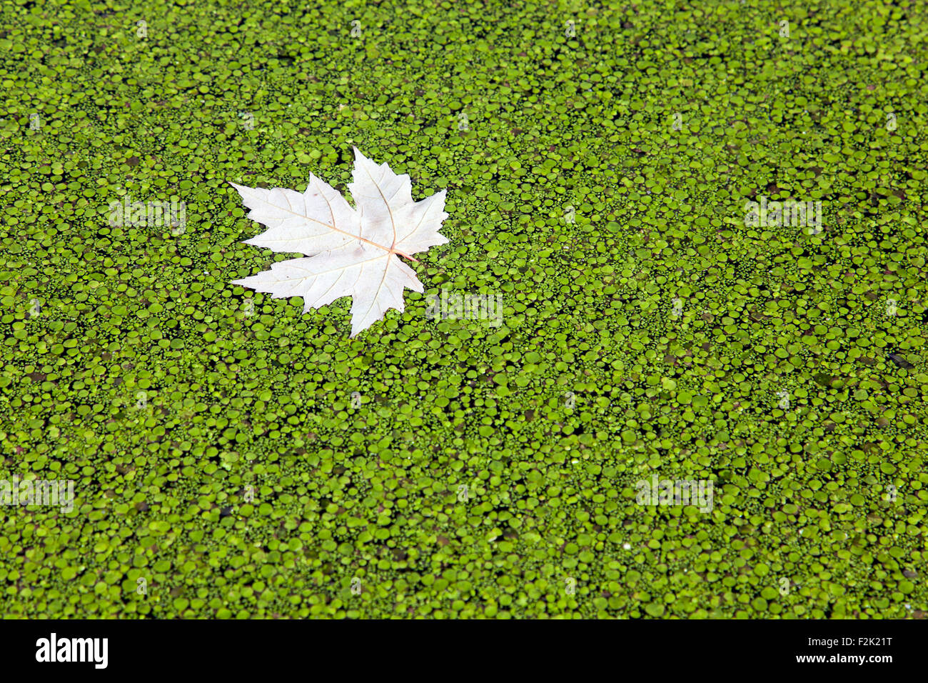 A leaf in duckweed Stock Photo