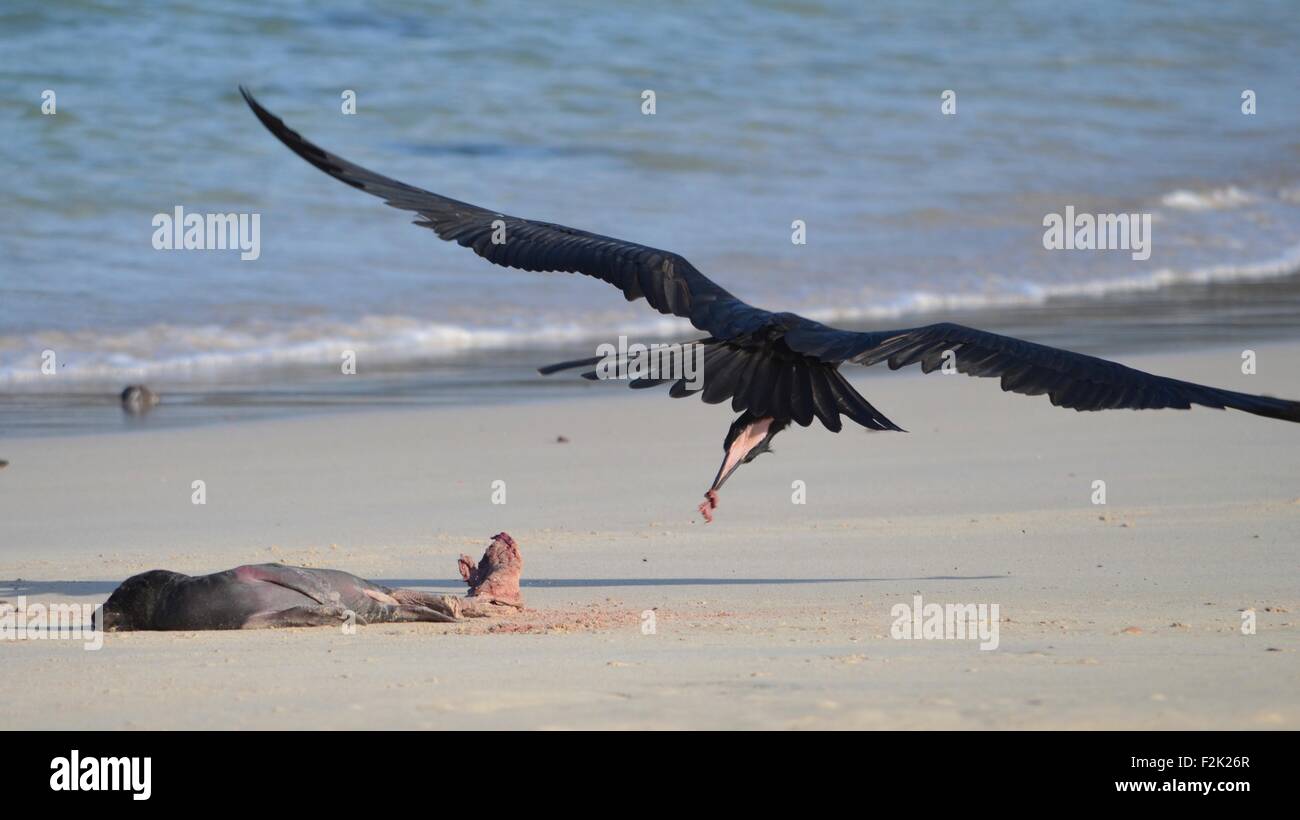 A frigate bird swoops to feed on placenta from a new born seal pup on a beach in the Galapagos Islands Stock Photo