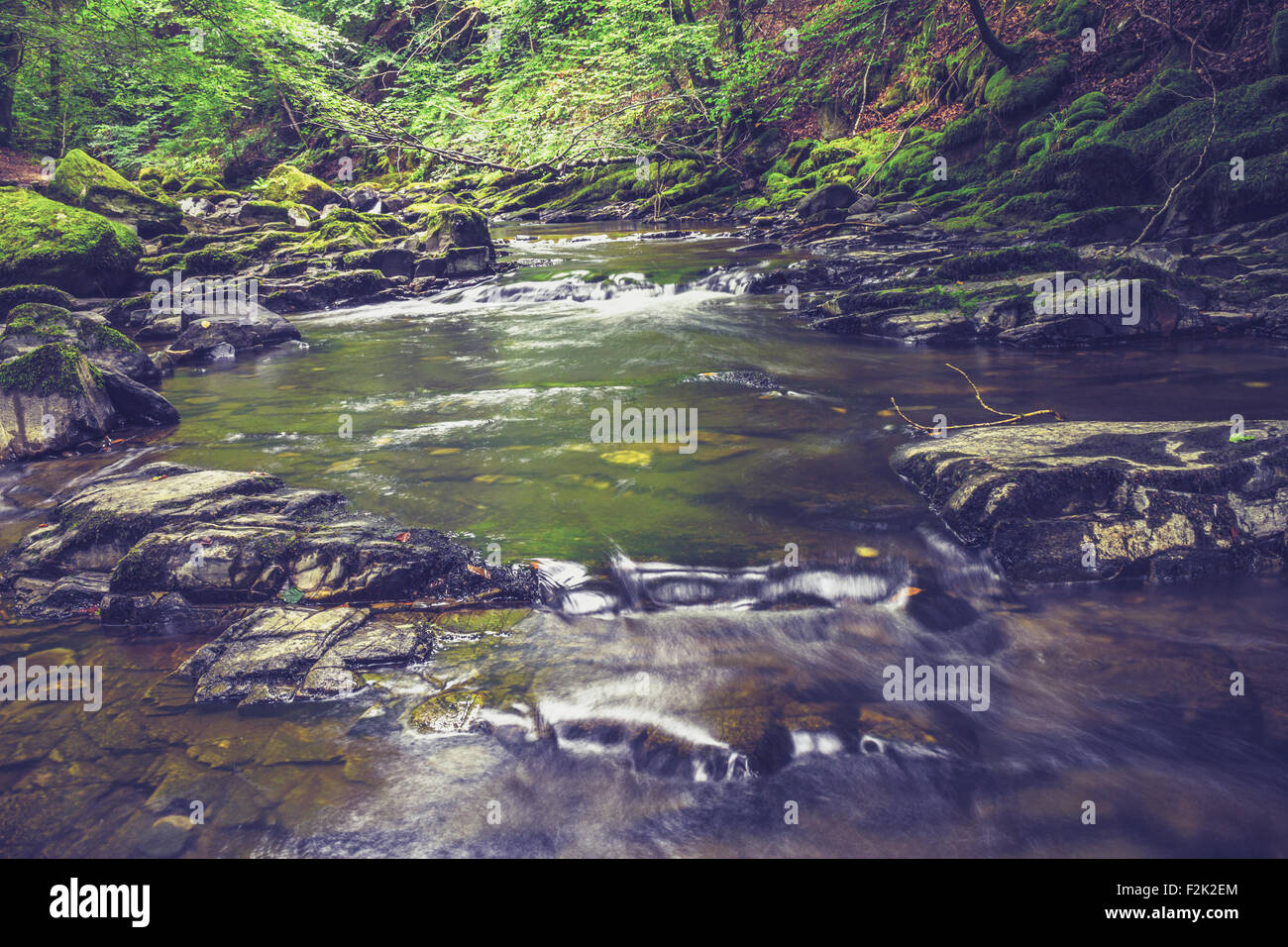 Flowing water in a forest Stock Photo - Alamy