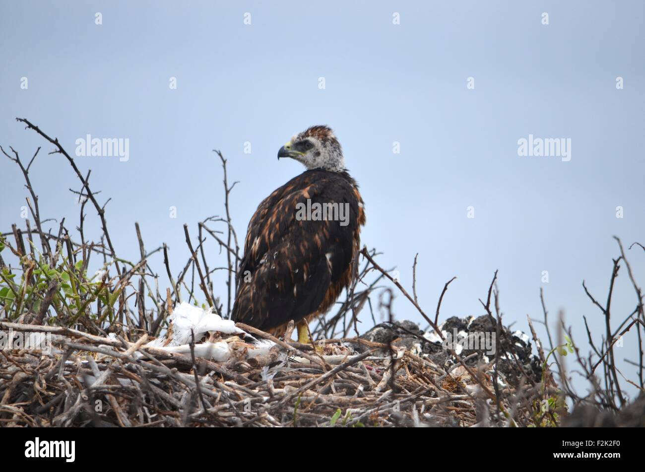 Galapagos hawk nest hi-res stock photography and images - Alamy