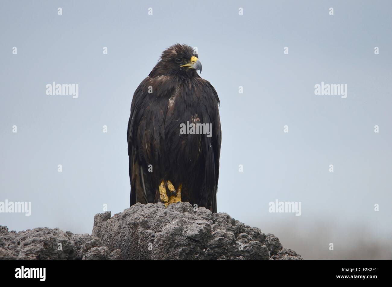 Galapagos hawk nest hi-res stock photography and images - Alamy