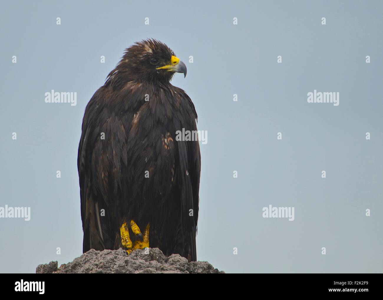 Galapagos hawk nest hi-res stock photography and images - Alamy