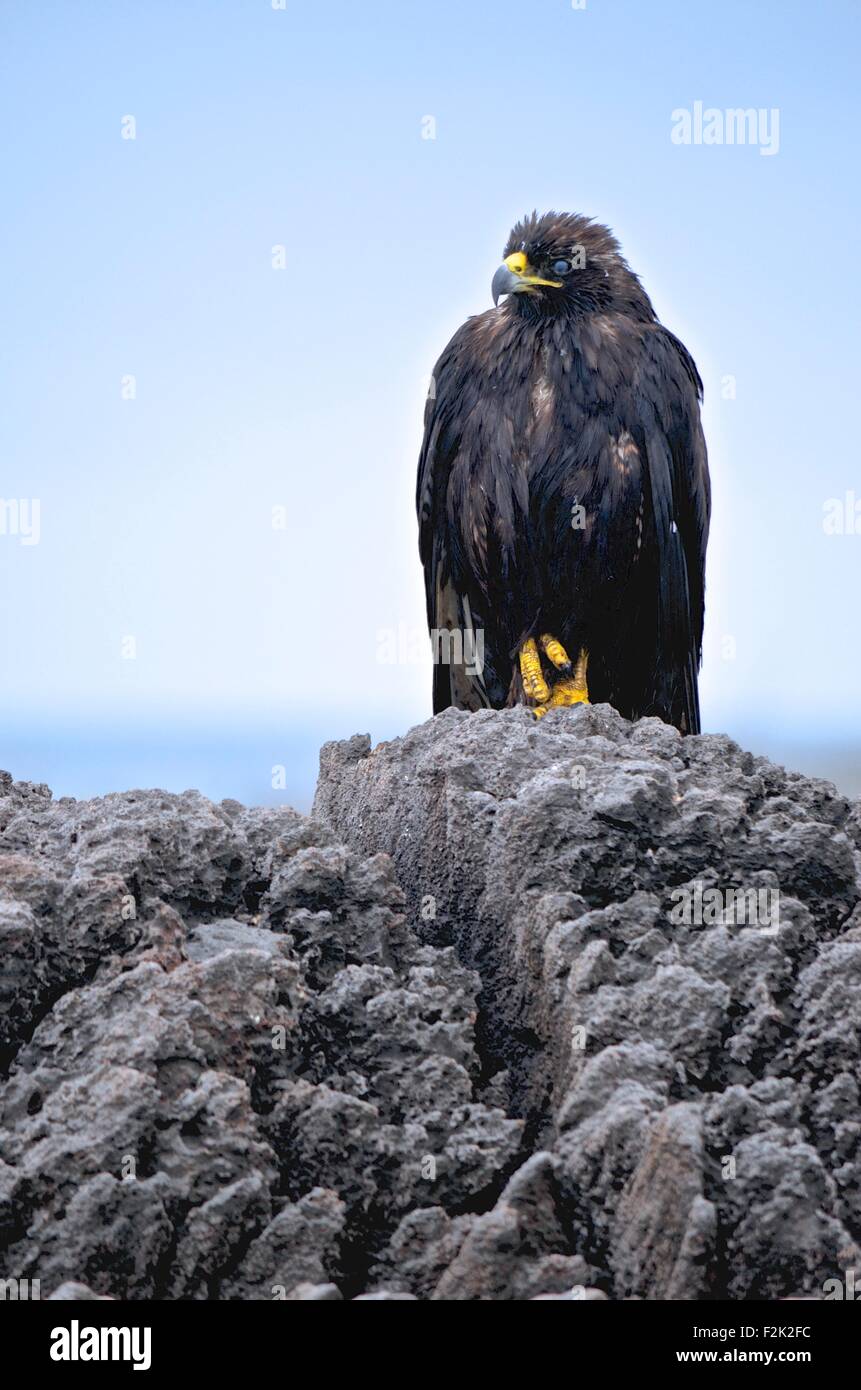 Galapagos hawk nest hi-res stock photography and images - Alamy