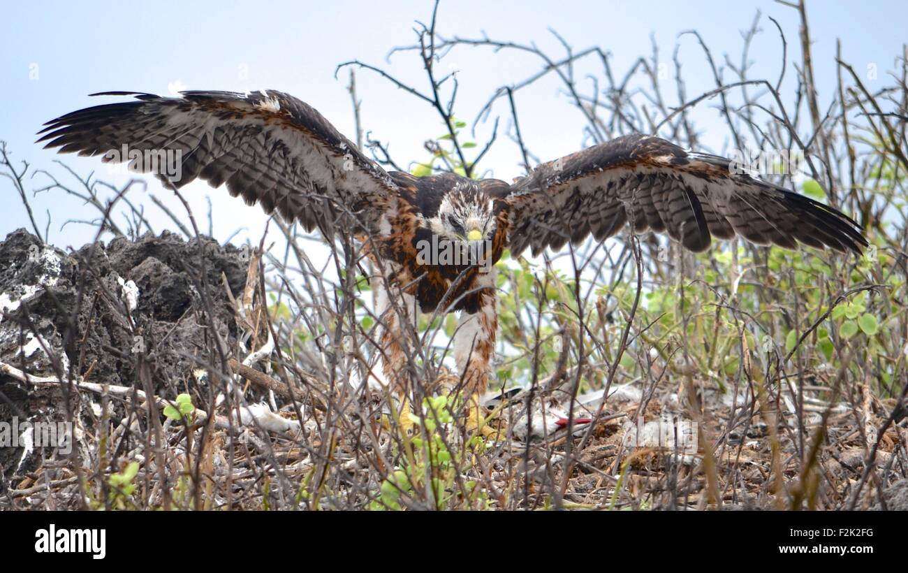 Galapagos hawk nest hi-res stock photography and images - Alamy