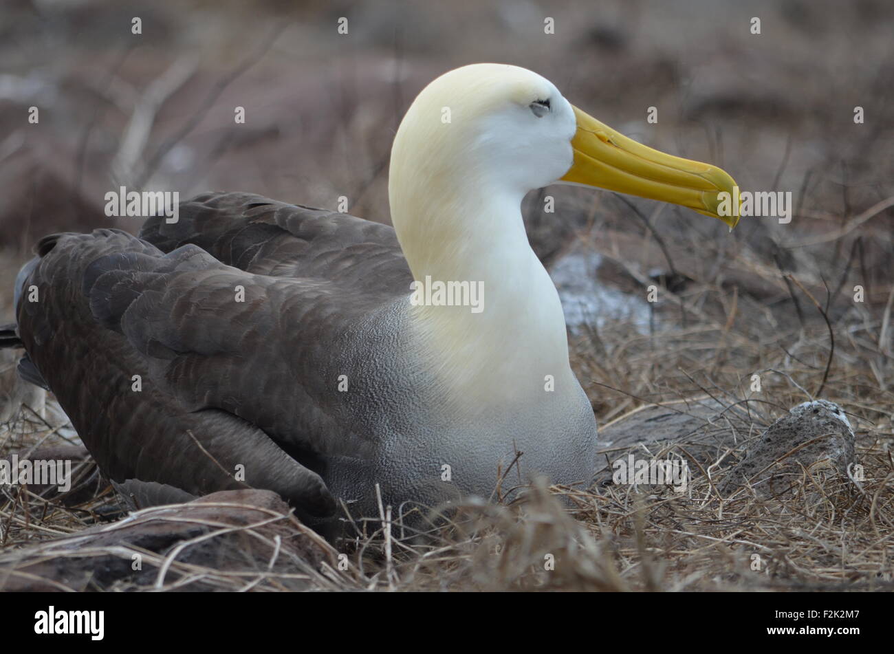 Waved Albatross (also known as Galapagos Albatross), in a nesting colony on Isla Española in the Galapagos Islands. Stock Photo