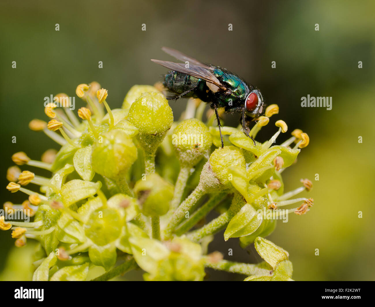 Common green bottle fly (Phaenicia sericata or Lucilia sericata) Stock Photo