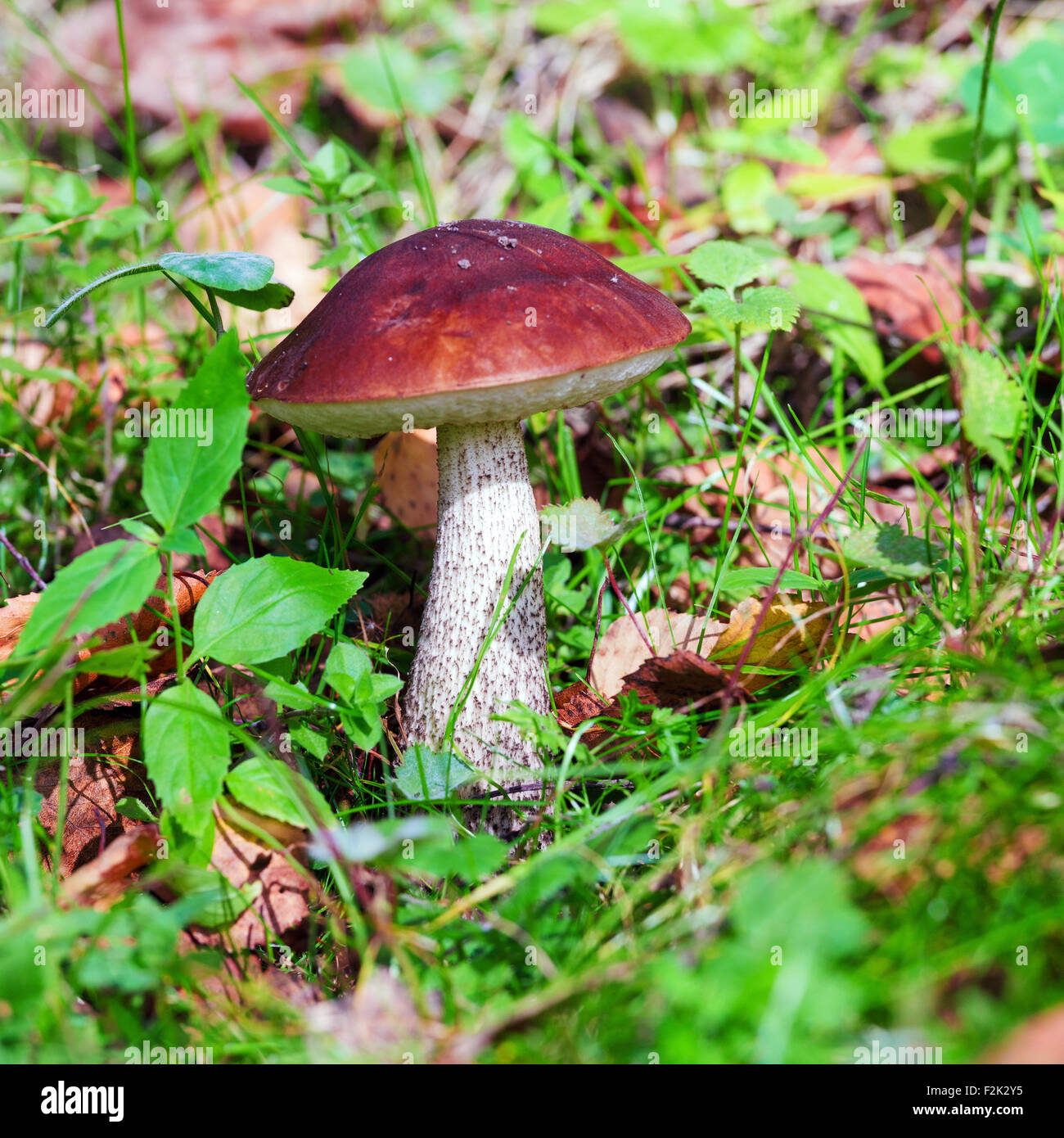 Birch Bolete (Leccinum scabrum) Mushroom in Autumn Forest Close-Up Stock Photo