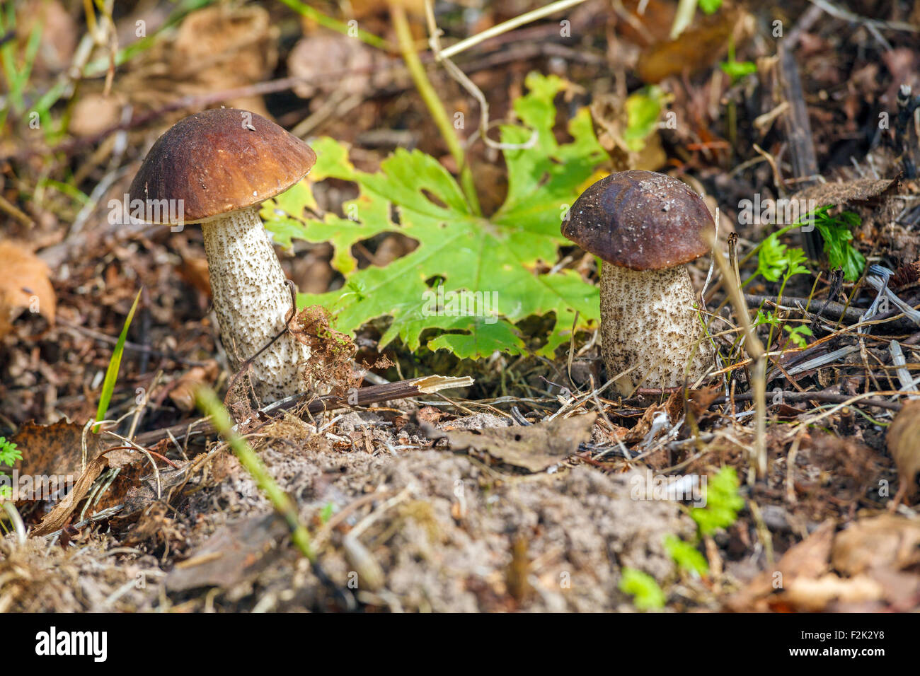 Birch Bolete (Leccinum scabrum) Mushroom in Autumn Forest Close-Up Stock Photo