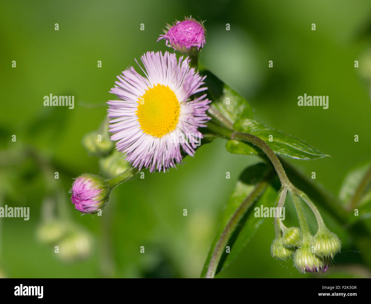 Pink Flower With Yellow Center Hi res Stock Photography And Images Alamy pink-flower-with-yellow-center-hi-res-stock-photography-and-images-alamy