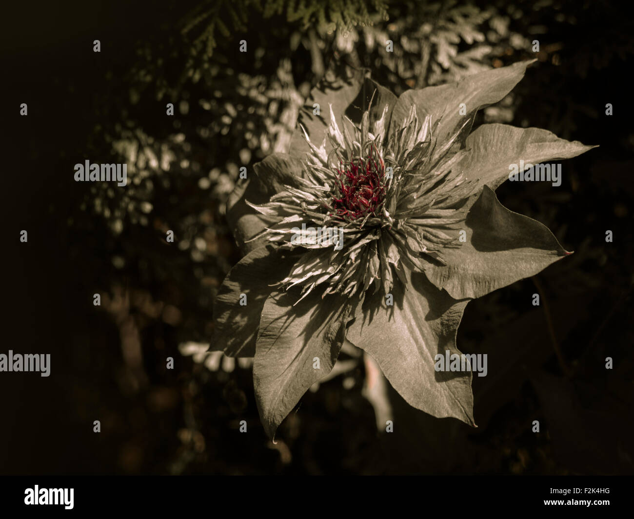 Clematis in black and white Stock Photo - Alamy