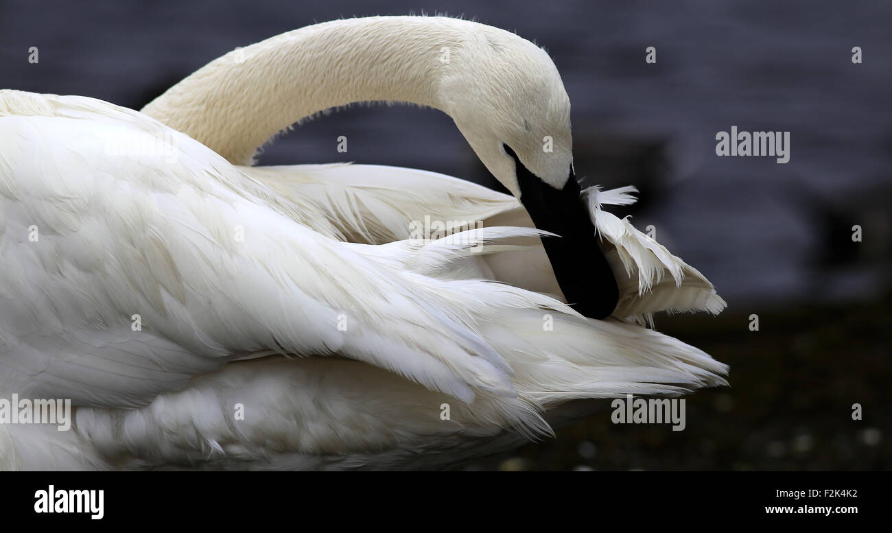 Preening Trumpeter Swan Stock Photo