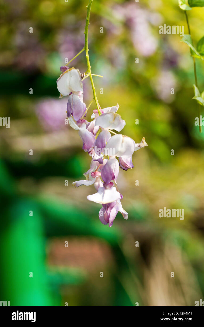 beautiful purple flowers bloom in spring,Wisteria Stock Photo Alamy