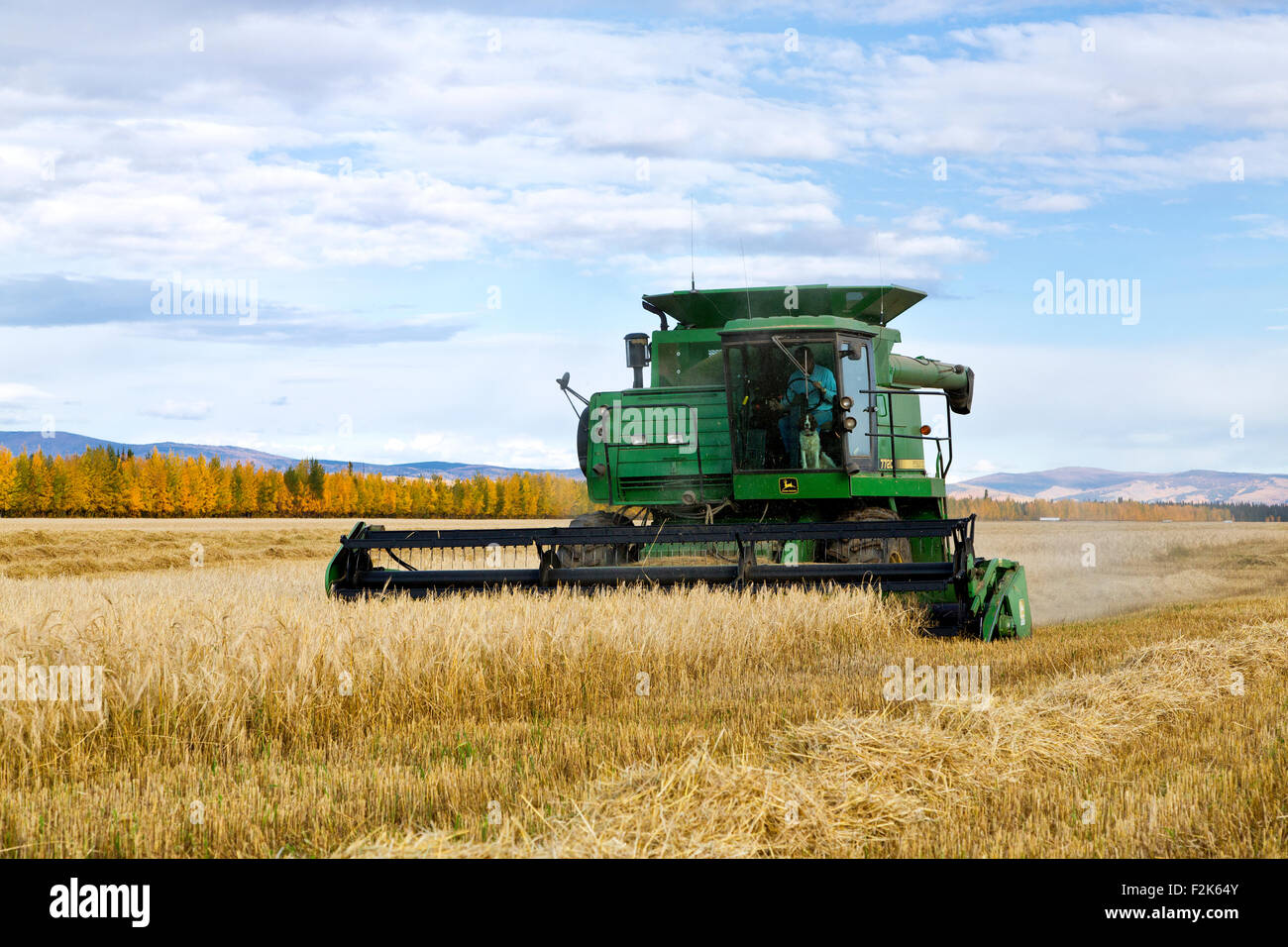 Farmer operating John Deere 7720 combine harvesting mature barley field.  Area variety. Stock Photo