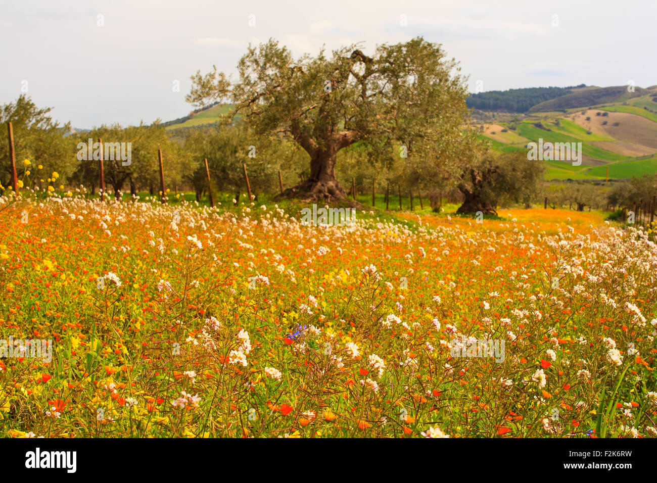 View of Sicilian countryside in the spring season, Olive trees and ...
