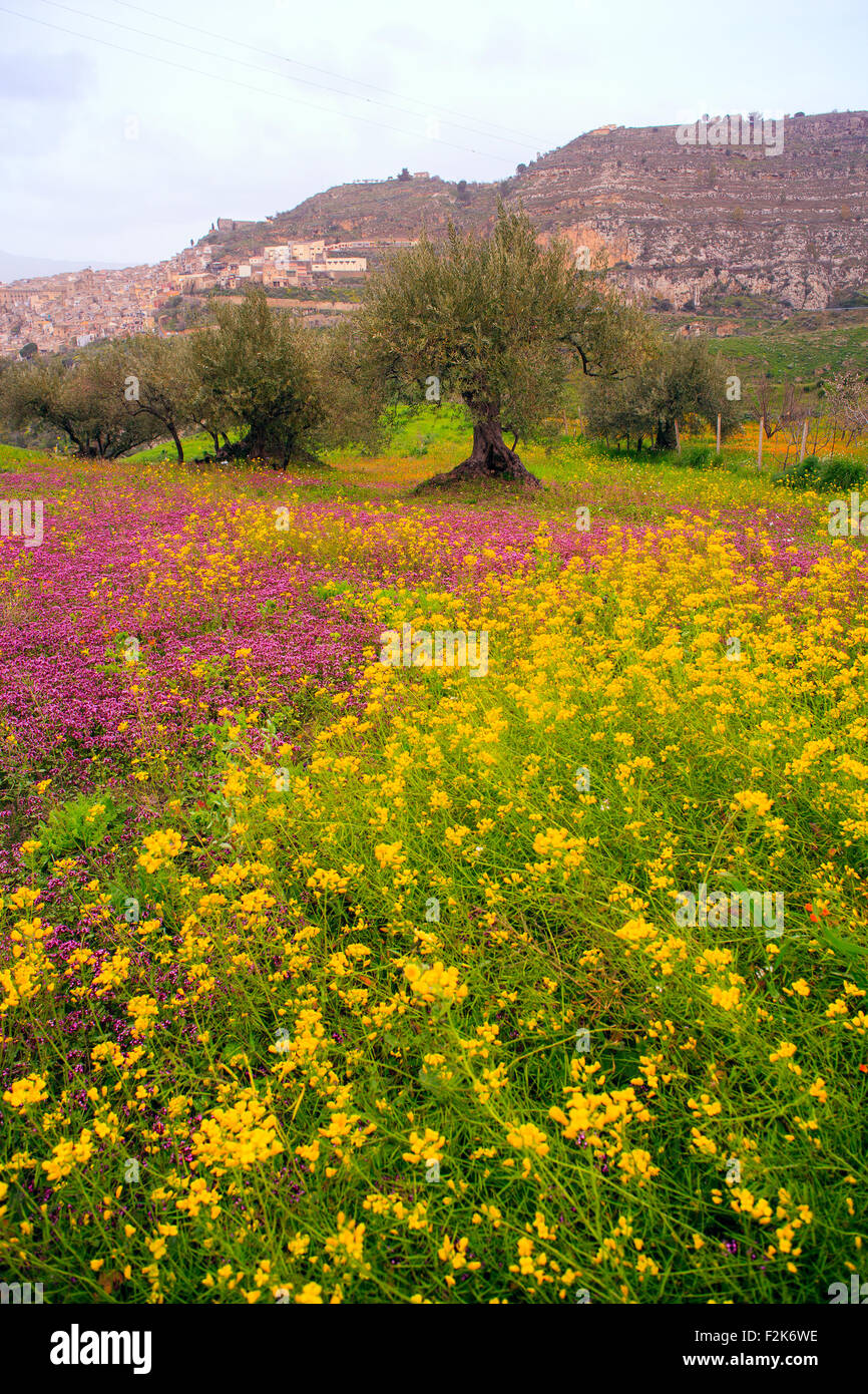 Flowers in the spring, Sicilian countryside Stock Photo - Alamy