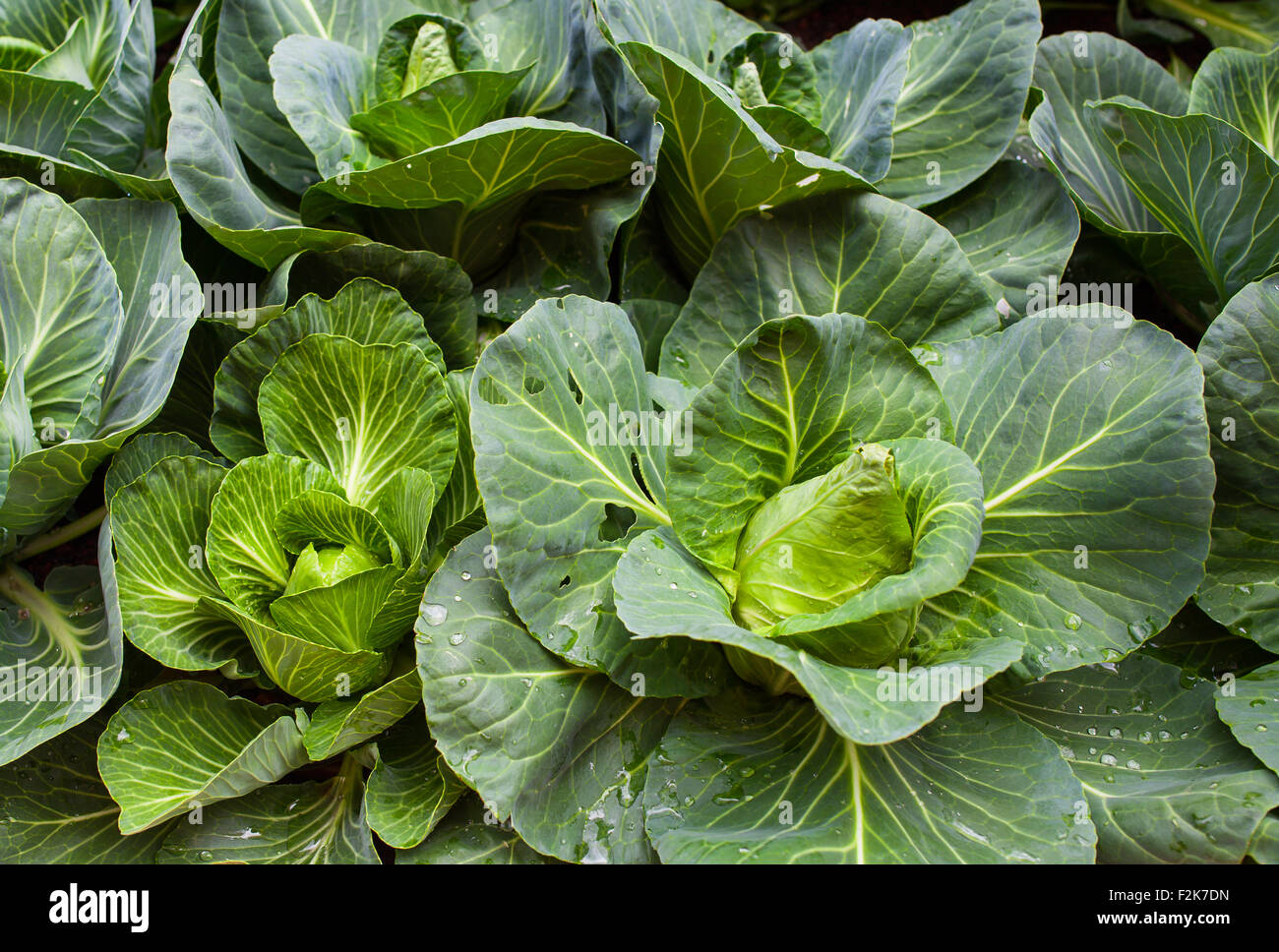View of nutrient cabbage plantation in the farm Stock Photo